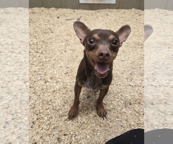 Medium Photo #2 Chihuahua Puppy For Sale in Peralta, NM, USA