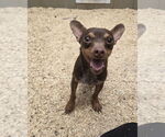 Small #1 Chihuahua