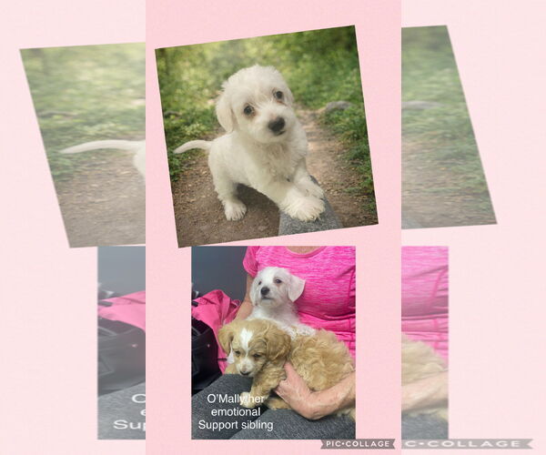Medium Photo #2 Poodle (Toy)-Unknown Mix Puppy For Sale in Menifee, CA, USA