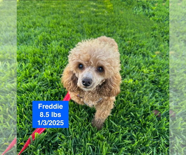 Medium Photo #1 Mutt Puppy For Sale in West Hollywood, CA, USA