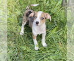Small Australian Shepherd