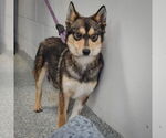 Small #4 Alaskan Klee Kai-Shiba Inu Mix
