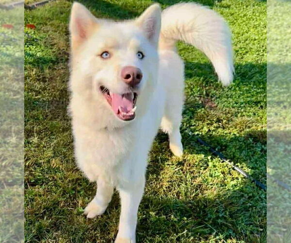 Medium Photo #1 Huskimo Puppy For Sale in Bristol, CT, USA