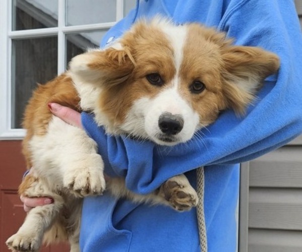 Medium Photo #1 Pembroke Welsh Corgi Puppy For Sale in MILTON, WI, USA