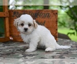 Small #5 Shih Tzu