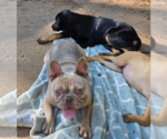 Small #1 French Bulldog Mix