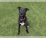 Small #2 Labrador Retriever Mix