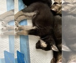 Small Photo #30 German Shepherd Dog-Siberian Husky Mix Puppy For Sale in LOS GATOS, CA, USA