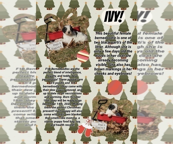 Medium Photo #5 Bernedoodle (Miniature) Puppy For Sale in PRAIRIE VIEW, KS, USA