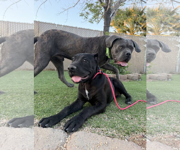 Medium Photo #4 Mutt Puppy For Sale in Goodyear, AZ, USA