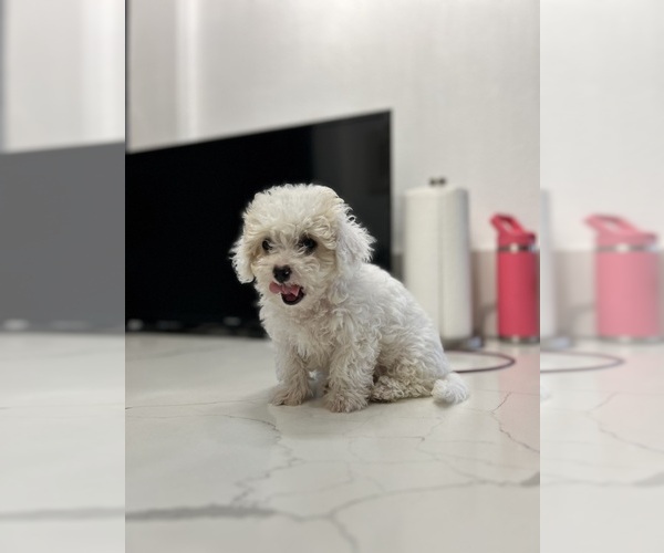 Medium Photo #4 Maltipoo Puppy For Sale in DEL VALLE, TX, USA