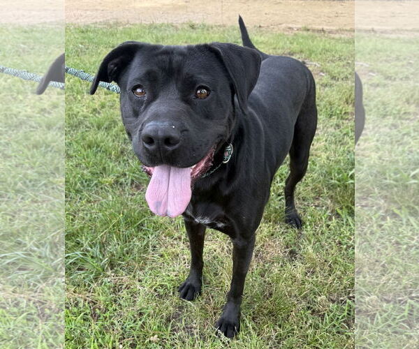 Medium Photo #2 Labrador Retriever-Unknown Mix Puppy For Sale in Woodbury, NY, USA