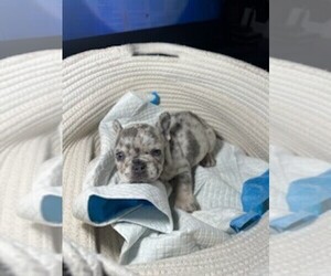 French Bulldog Puppy for sale in MOUNT HAMILTON, CA, USA