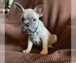 Puppy 1 French Bulldog