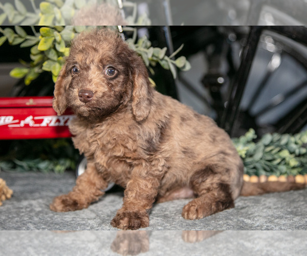 Medium Photo #3 Labradoodle-Poodle (Miniature) Mix Puppy For Sale in MIDDLEBURY, IN, USA