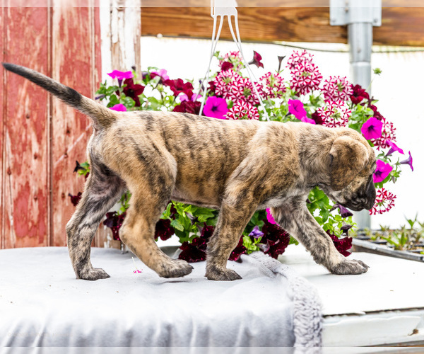 Medium Photo #37 Mastiff Puppy For Sale in WAKARUSA, IN, USA