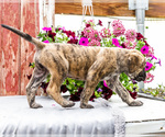 Small Photo #37 Mastiff Puppy For Sale in WAKARUSA, IN, USA