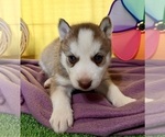 Small Photo #9 Siberian Husky Puppy For Sale in DEARBORN, MO, USA