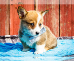 Puppy Robert Pembroke Welsh Corgi