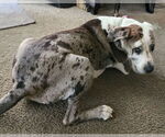 Small #1 Great Dane