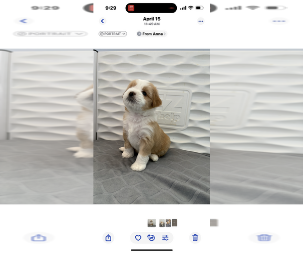 Medium Photo #3 Tibetan Terrier Puppy For Sale in ALEXANDRIA, VA, USA