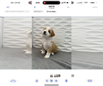 Small Photo #3 Tibetan Terrier Puppy For Sale in ALEXANDRIA, VA, USA