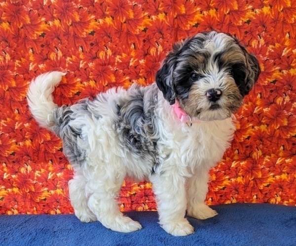 Medium Photo #1 Miniature Bernedoodle Puppy For Sale in PLACERVILLE, CA, USA