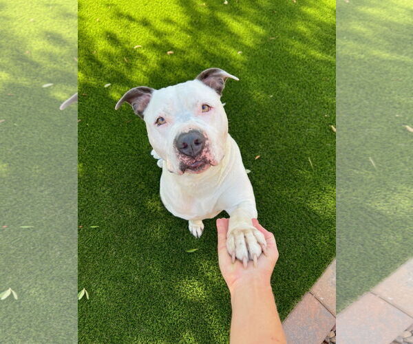 Medium Photo #8 American Pit Bull Terrier-American Staffordshire Terrier Mix Puppy For Sale in phoenix, AZ, USA