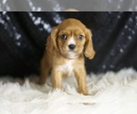 Small #3 Cavalier King Charles Spaniel