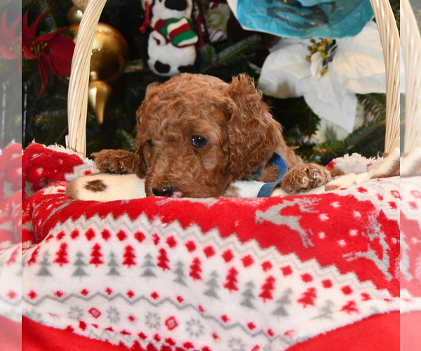 Medium Photo #3 Goldendoodle Puppy For Sale in SAINT CLAIR SHORES, MI, USA
