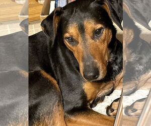 Doberman Pinscher-Unknown Mix Dogs for adoption in Buffalo, MN, USA