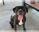 Small #1 Labrador Retriever Mix