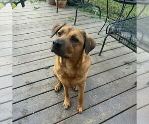 Roni - Female Rhodesian Ridgeback-Unknown Mix Dog for Adoption - Photo #4