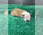 Small Photo #4 Boston Terrier Puppy For Sale in TULARE, CA, USA
