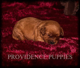 Cavalier King Charles Spaniel-Poodle (Toy) Mix Puppy for sale in WAYLAND, IA, USA