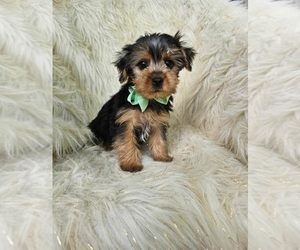 Medium Yorkshire Terrier