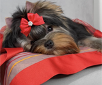Small Photo #1 Yorkshire Terrier Puppy For Sale in ROANOKE, VA, USA