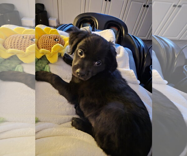 Medium Photo #1 Labrador Retriever-Unknown Mix Puppy For Sale in Holly Springs, NC, USA