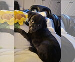 Small Labrador Retriever Mix