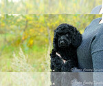 Small Photo #4 Poodle (Standard) Puppy For Sale in KARLSTAD, MN, USA