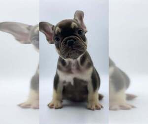 French Bulldog Puppy for sale in CORONA DEL MAR, CA, USA