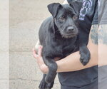 Small #3 Labrador Retriever Mix