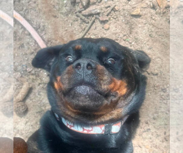 Medium Photo #4 Rottweiler Puppy For Sale in Hillsboro, NH, USA