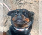 Small Photo #4 Rottweiler Puppy For Sale in Hillsboro, NH, USA