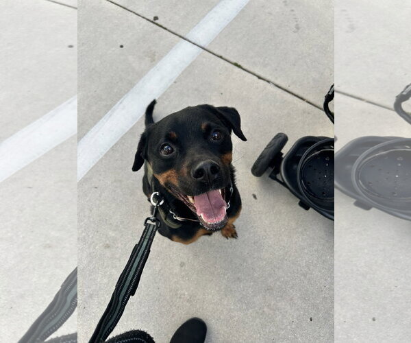 Medium Photo #2 Rottweiler Puppy For Sale in Miami, FL, USA