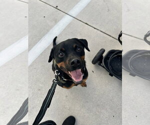 COURTESY POST: Tyson - Male Rottweiler Dog for Adoption - Photo #2