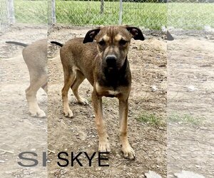 Mastiff-Unknown Mix Dogs for adoption in Rutledge, TN, USA