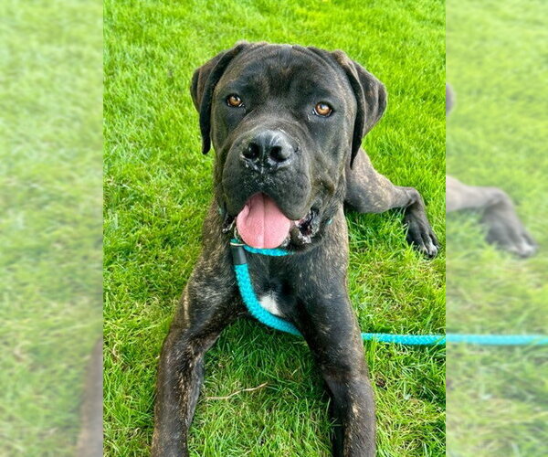 Medium Photo #1 Mutt Puppy For Sale in Sacramento, CA, USA