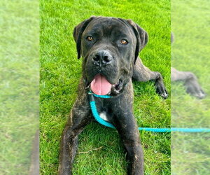 Mutt Dogs for adoption in Sacramento, CA, USA