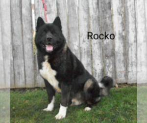 Father of the Akita puppies born on 08/18/2020